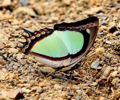 Polyura jalysus