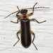 Cantharinae - Photo (c) Nick Block, some rights reserved (CC BY), uploaded by Nick Block