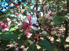 Feijoa sellowiana