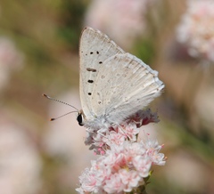 Tharsalea xanthoides