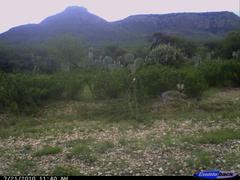 Lepus californicus asellus