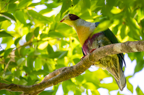 Yellow-breasted Fruit Dove (Ramphiculus occipitalis), photo 4