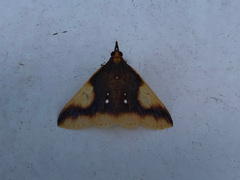 Calamochrous albipunctalis