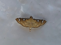 Cotachena