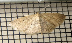 Scopula hypochra