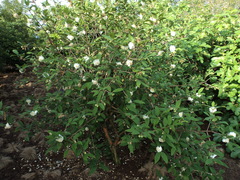 Campomanesia guazumifolia