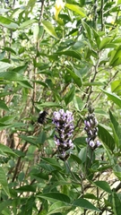 Otholobium pubescens