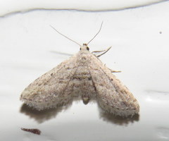 Araeopteron canescens