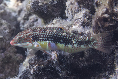 Halichoeres margaritaceus