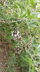 Otholobium pubescens