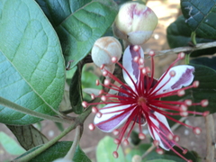 Feijoa sellowiana