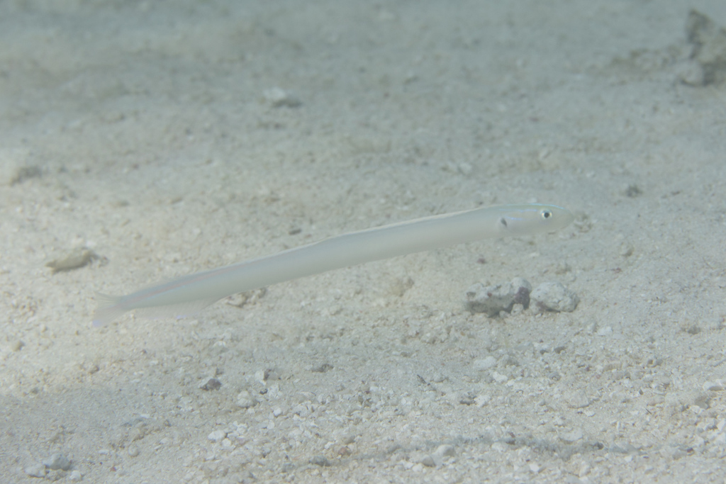 Black-spot worm goby (Gunnellichthys monostigma) — Microdesmidae