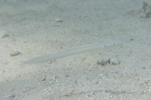 Black-spot worm goby (Gunnellichthys monostigma) — Microdesmidae