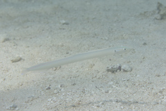 Gunnellichthys monostigma