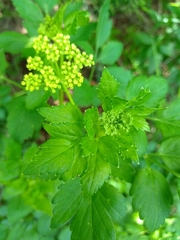Thaspium trifoliatum