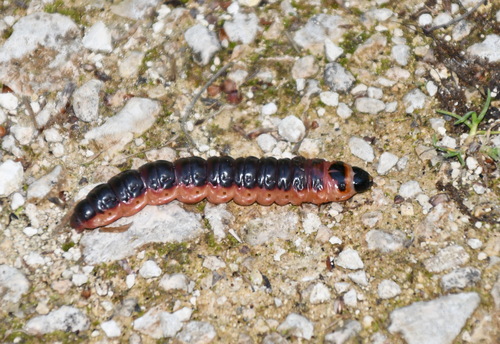 Cossus cossus