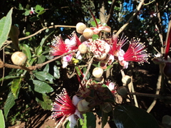 Feijoa sellowiana