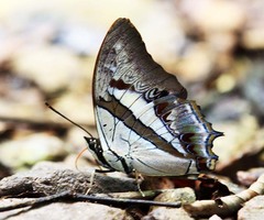 Polyura schreiber