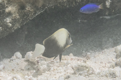 Acanthurus auranticavus