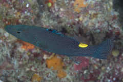 Arrow-Head Soapfish photo 2