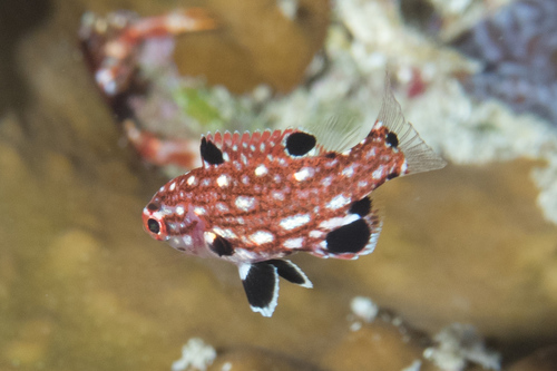 Redfin Hogfish