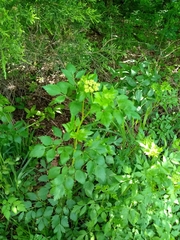 Thaspium trifoliatum