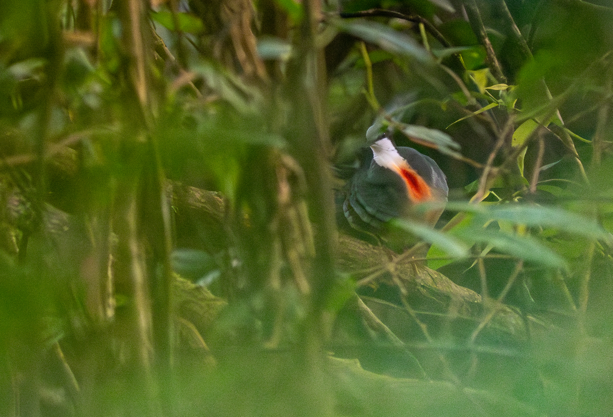 Luzon Bleeding-heart (Gallicolumba luzonica), photo 1