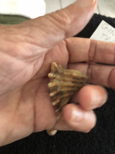 Cymatium femorale observed 2024-05-10