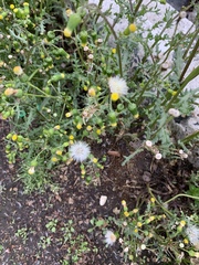 Senecio vulgaris