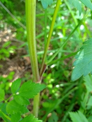 Thaspium trifoliatum