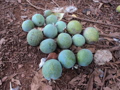 Feijoa sellowiana