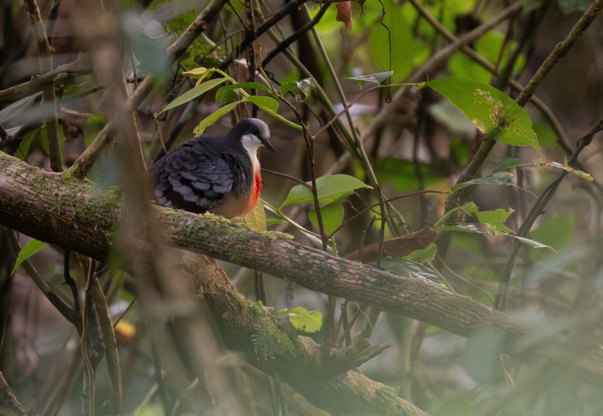 Luzon Bleeding-heart (Gallicolumba luzonica), photo 2