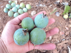 Feijoa sellowiana