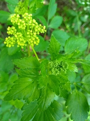 Thaspium trifoliatum