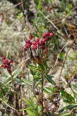 Kalmia microphylla occidentalis