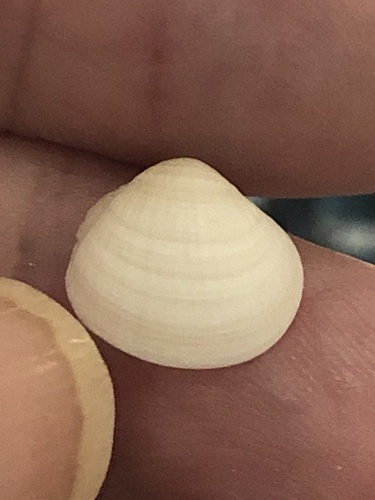 Clathrolucina costata observed 2024-05-10