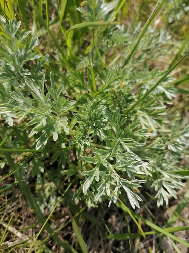 absinthe wormwood