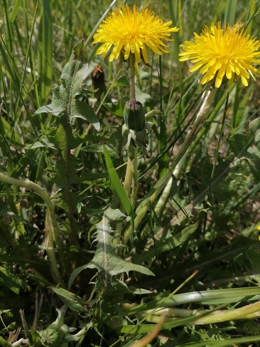common dandelion