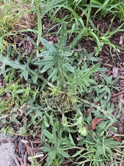 Cirsium