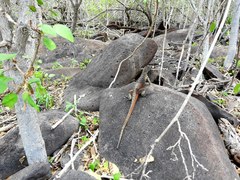 Microlophus delanonis