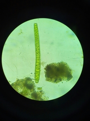 Pleurotaenium trabecula