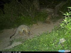 Urocyon cinereoargenteus nigrirostris