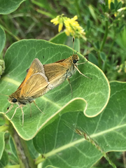 Polites themistocles