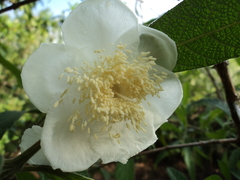 Campomanesia guazumifolia