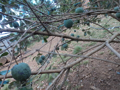 Feijoa sellowiana