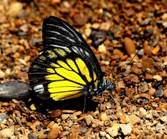 Prioneris cornelia