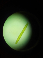 Pleurotaenium trabecula