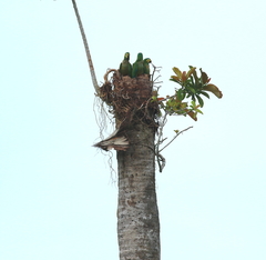 Orthopsittaca manilatus
