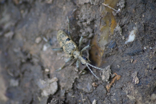 Blackspotted Longhorn Beetle, Heijenrath, Netherlands, photo 3 of 10