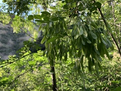 Fraxinus dipetala